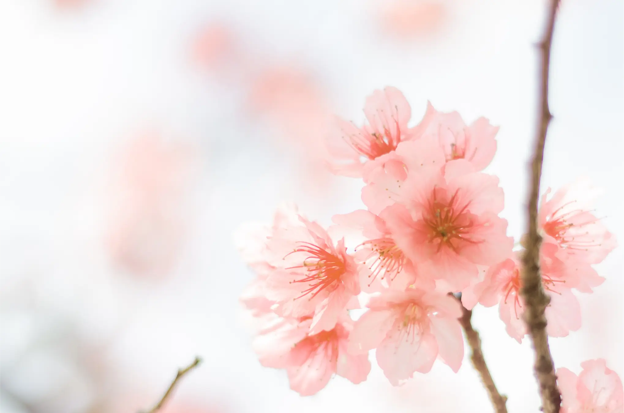 Skincare background